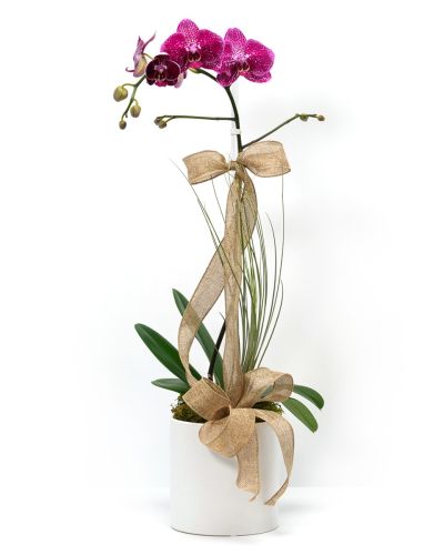 Dressed Single Purple